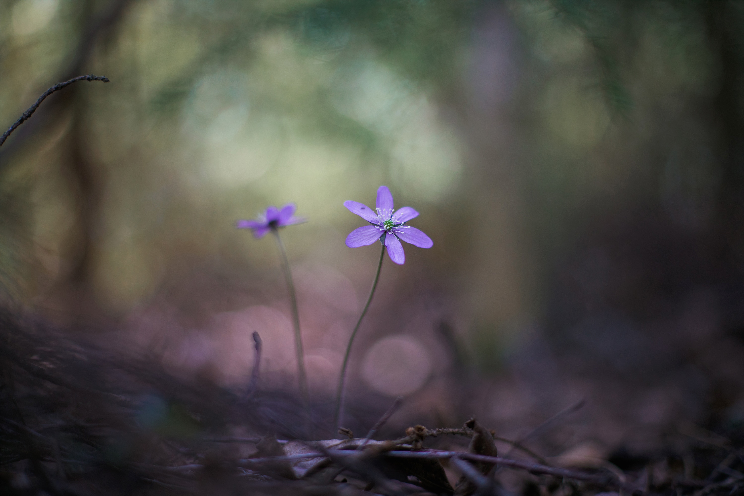 Purple flowers with barren woods in background