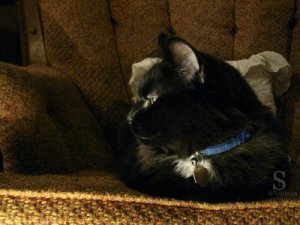 My black and white cat sitting on an orange chair. How well are you doing at following God? - S. J. Little