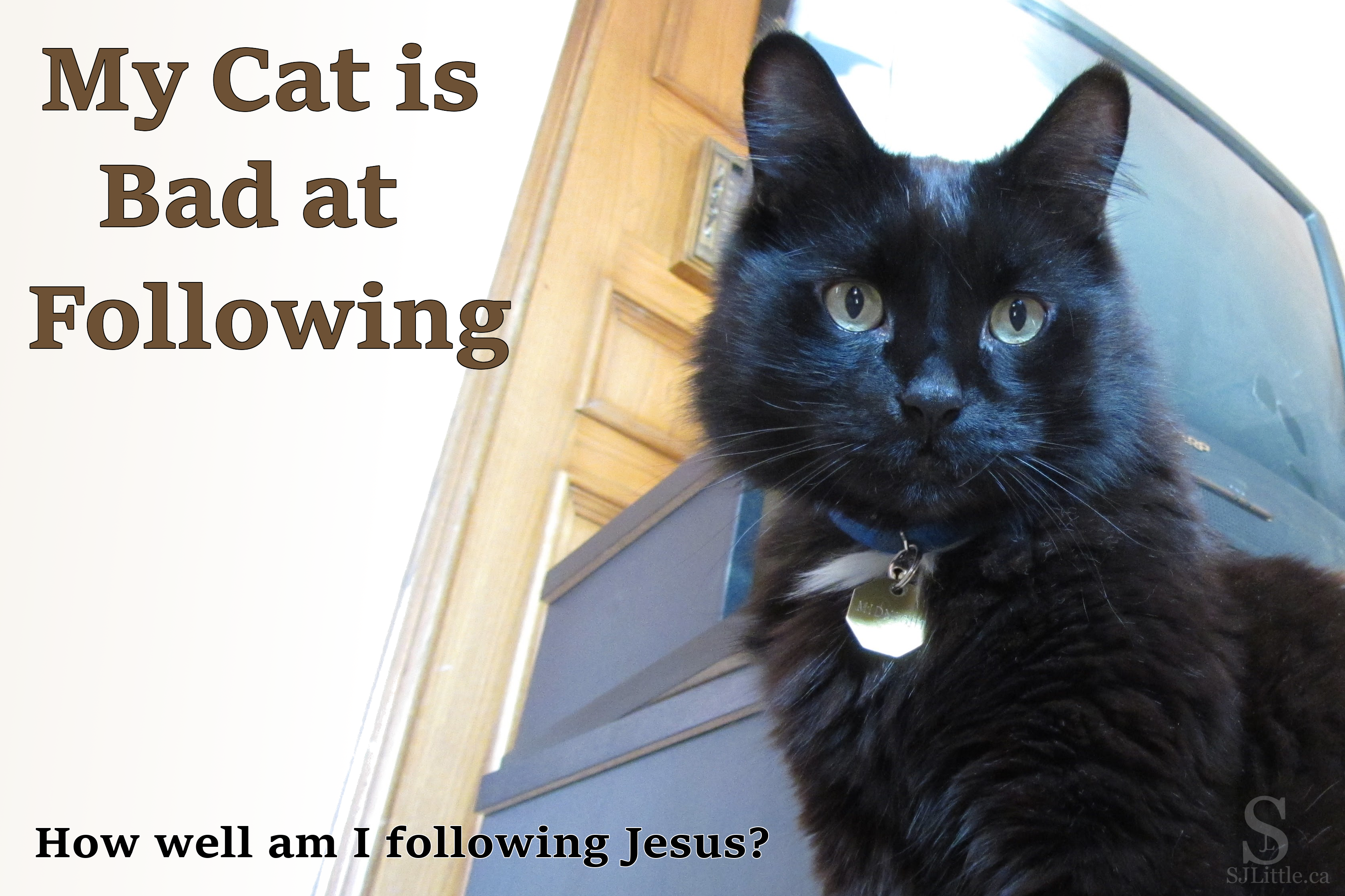 Am I following God, rather than trying to lead Him? My cat isn't good at following me! - S. J. Little