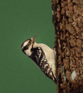 The woodpecker thought it was his own power that split the tree - S. J. Little