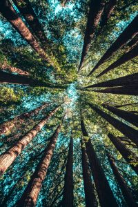 Looking for woodpeckers in the forest - The Woodpecker's Power - S. J. Little