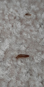 Bugs on a rug
