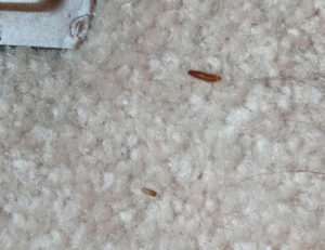 Bugs on a carpet