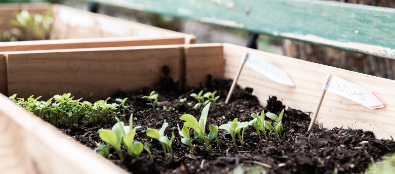 New sprouts in a garden