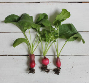 Radishes