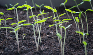Seedlings sprouting