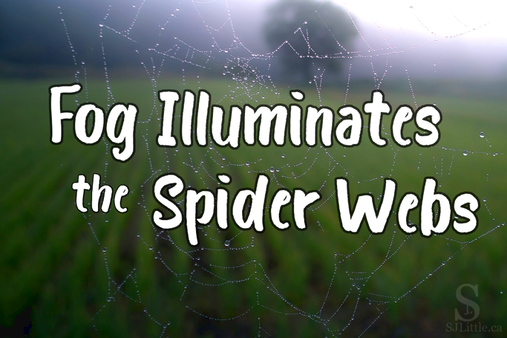 Fog Illuminates the Spider Webs