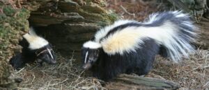 Two skunks