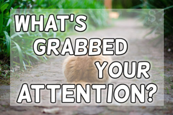 what-s-grabbed-your-attention-christian-devotional