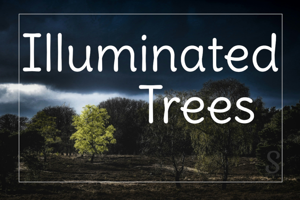 Illuminated Trees
