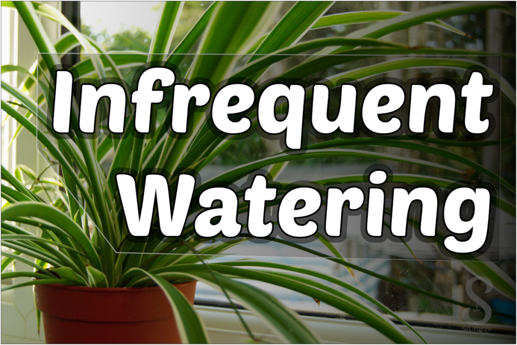 Infrequent Watering